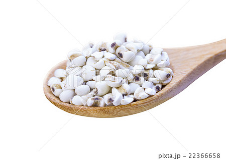 Sorghum Sorghum 22366658