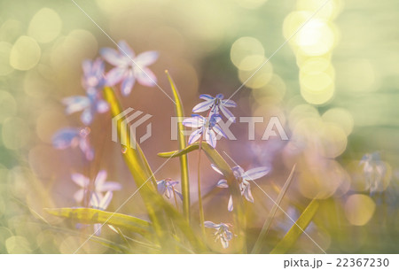 Spring flowers Spring flowers 22367230