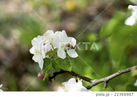 bee collects nectar on flowers of an apple-tree bee collects nectar on flowers of an apple-tree 22368987