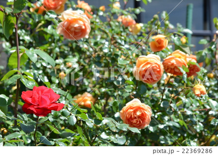 春のバラ 22369286