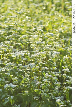 蕎麦の花　 22369355