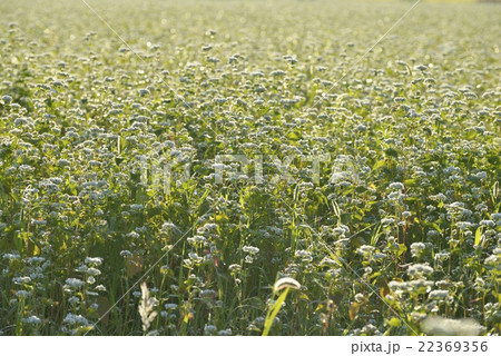 蕎麦の花　 22369356