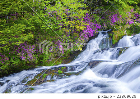 つつじと滝 つつじと滝 22369629