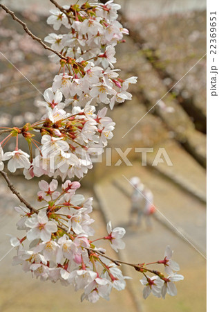 北の丸公園 清水門 北の丸公園 清水門 22369651