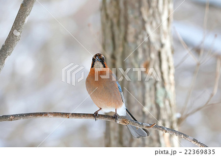 ミヤマカケス-Eurasian jay ミヤマカケス-Eurasian jay 22369835
