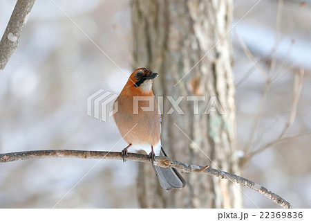 ミヤマカケス-Eurasian jay ミヤマカケス-Eurasian jay 22369836