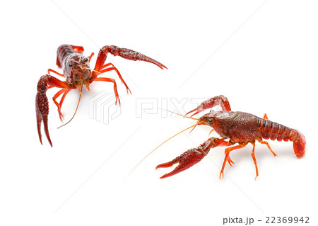 Red crayfish fighting on white background Red crayfish fighting on white background 22369942