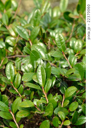 樹木・ハマヒサカキ　モッコク科 22370060