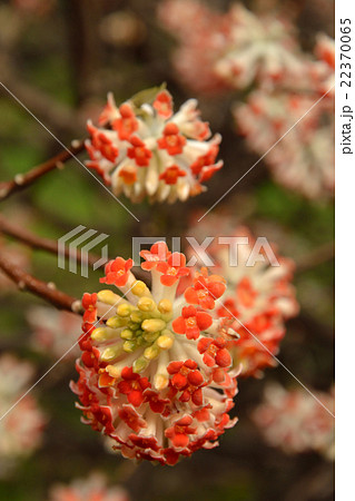 樹木・アカバナミツマタ　ジンチョウゲ科 22370065