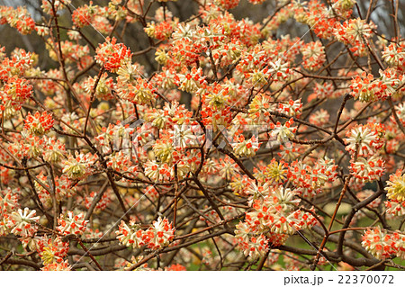 樹木・アカバナミツマタ　ジンチョウゲ科 22370072