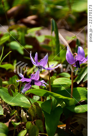 春の山野草カタクリの可憐な花の写真素材 [22370173] - PIXTA