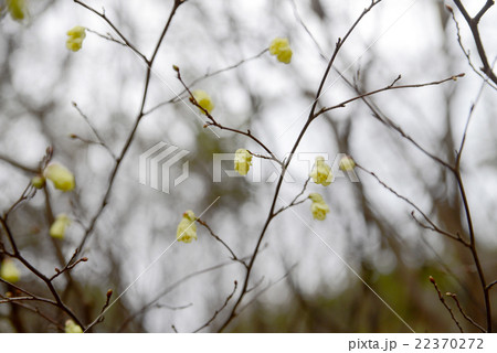 日向水木 日向水木 22370272