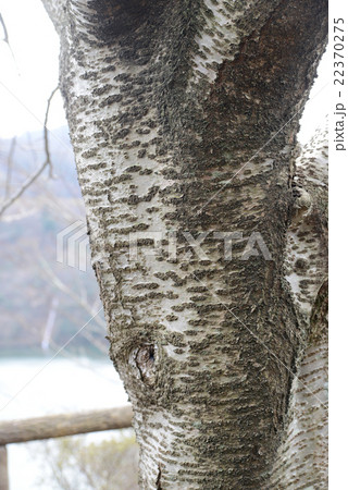 山桜の幹 山桜の幹 22370275