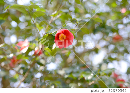 ヤブツバキ ヤブツバキ 22370542