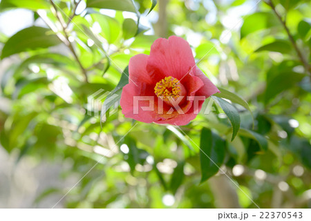 ヤブツバキ 22370543