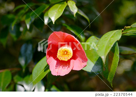 ヤブツバキ 22370544