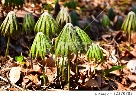春の山野草ヤブレガサ 22370785