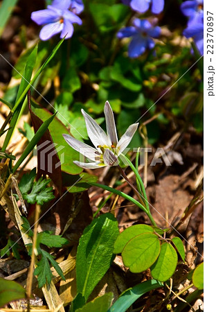 春の山野草アマナの白い花の写真素材