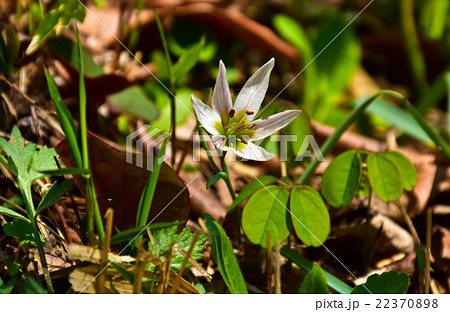 春の山野草アマナの白い花の写真素材