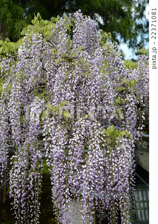 藤の花 22371081