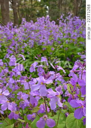 植物・ショカッサイ　アブラナ科 22371268