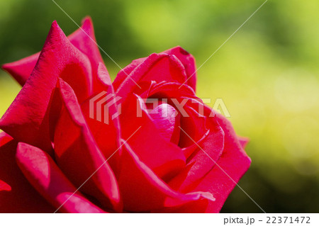 大阪府大阪市北区中之島バラ園の赤いバラ 大阪府大阪市北区中之島バラ園の赤いバラ 22371472