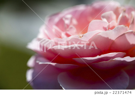 大阪府大阪市北区中之島バラ園のピンクのバラ 大阪府大阪市北区中之島バラ園のピンクのバラ 22371474