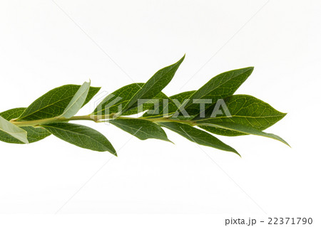 ブルーベリーの枝葉:blueberry twig 22371790