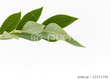 ブルーベリーの枝葉:blueberry twig 22371792