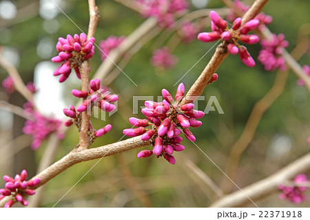 樹木・ハナズオウ　マメ科 22371918