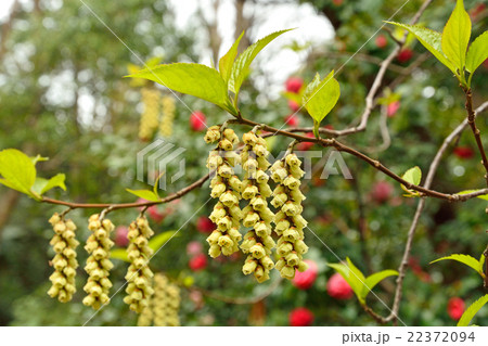樹木・キブシ　キブシ科 22372094