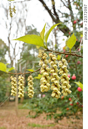 樹木・キブシ キブシ科 樹木・キブシ キブシ科 22372097