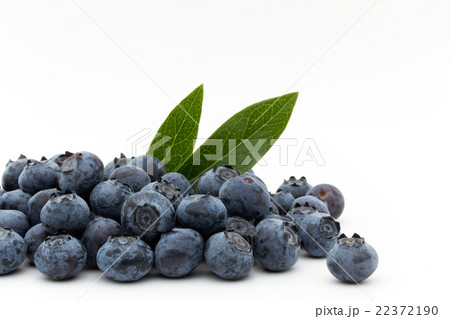 ブルーベリー 品種 スター Blueberry Cv Star の写真素材