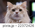猫　メインクーン　   Maine Coon Cat 22372426