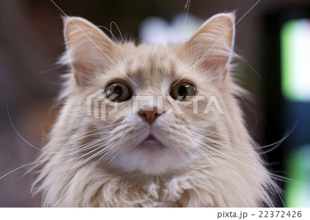 猫　メインクーン　   Maine Coon Cat 22372426