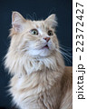 猫　メインクーン　   Maine Coon Cat 22372427