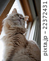 猫　メインクーン　   Maine Coon Cat 22372431