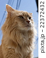 猫　メインクーン　   Maine Coon Cat 22372432