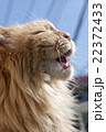 猫　メインクーン　   Maine Coon Cat 22372433
