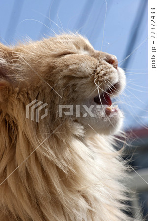 猫 メインクーン Maine Coon Cat 猫 メインクーン Maine Coon Cat 22372433