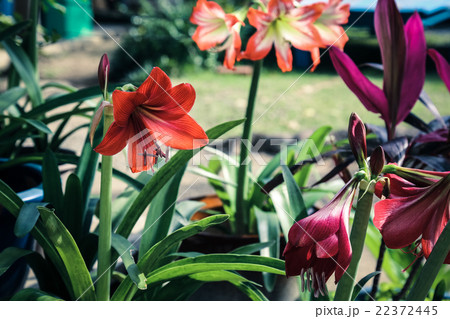 アマリリス 22372445