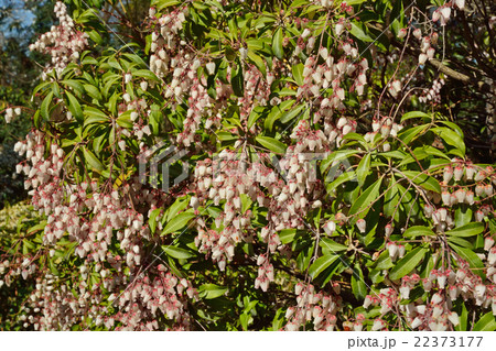 樹木：アセビ　ツツジ科 22373177