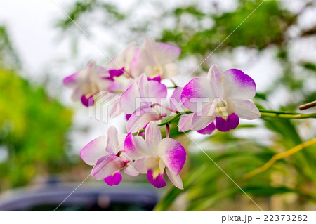Pink Orchids Pink Orchids 22373282