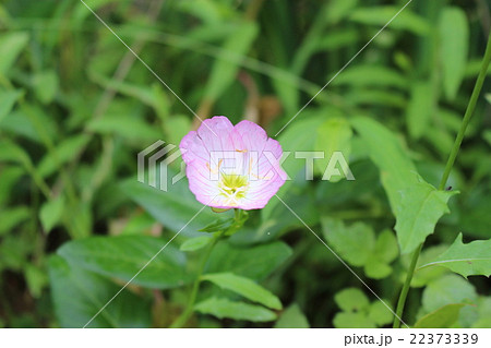 1輪の昼咲き月見草 1輪の昼咲き月見草 22373339