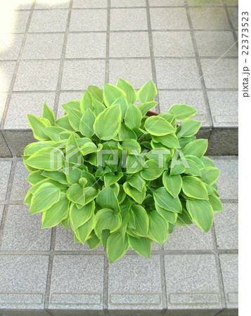 鉢植えのギボウシの写真素材