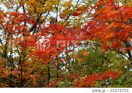紅葉 紅葉 22373725