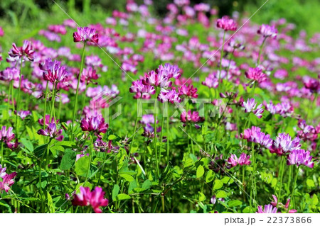 蓮華の花の写真素材