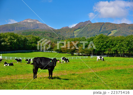 牧場初秋１ 22375416