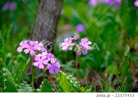 サクラソウ 22375453