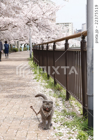 満開の桜並木の遊歩道・・・折れ耳にゃんこのお花見レポート～北九州市小倉北区　紫川遊歩道～ 22375519